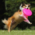 Grand Chien Frisbee Silicone Vol Disque Dent Morsure Résistant En Plein Air Chien Formation Sucre Sucre Couleur Fetch Jouet Pet Jouet